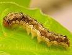 uploads/images/pest/chrysan feeding larvae.jpg